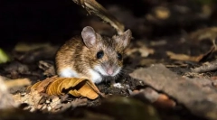 Mouse-ul toron galben